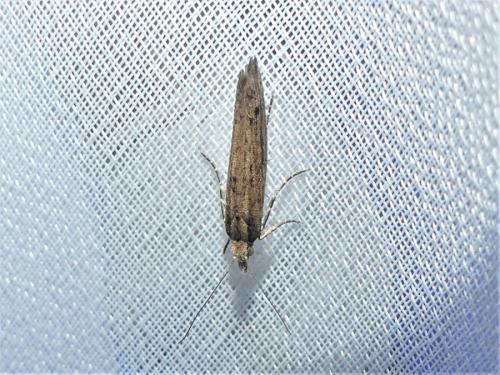 Ypsolopha ustella